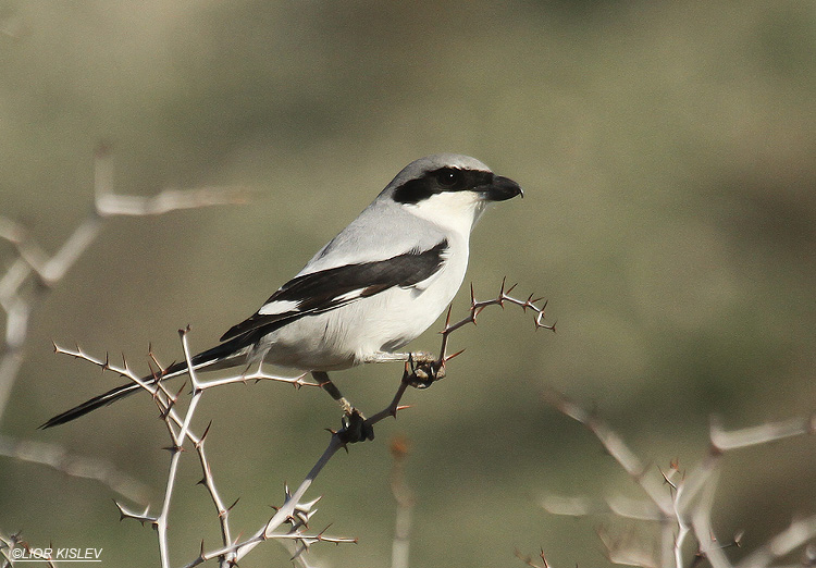  . Southern Grey Shrike ,  Lanius meridionalis,Jordan river near Karkom, Israel  .28-12-11 Lior Kislev